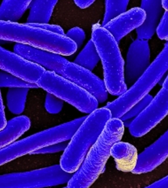 AP 2710 Mikroorganizma Kontrol Ürünü 1